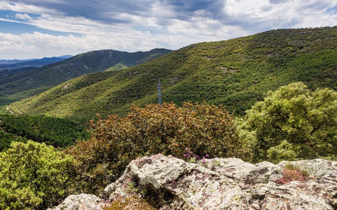 Puerto de Codos – Encinacorba