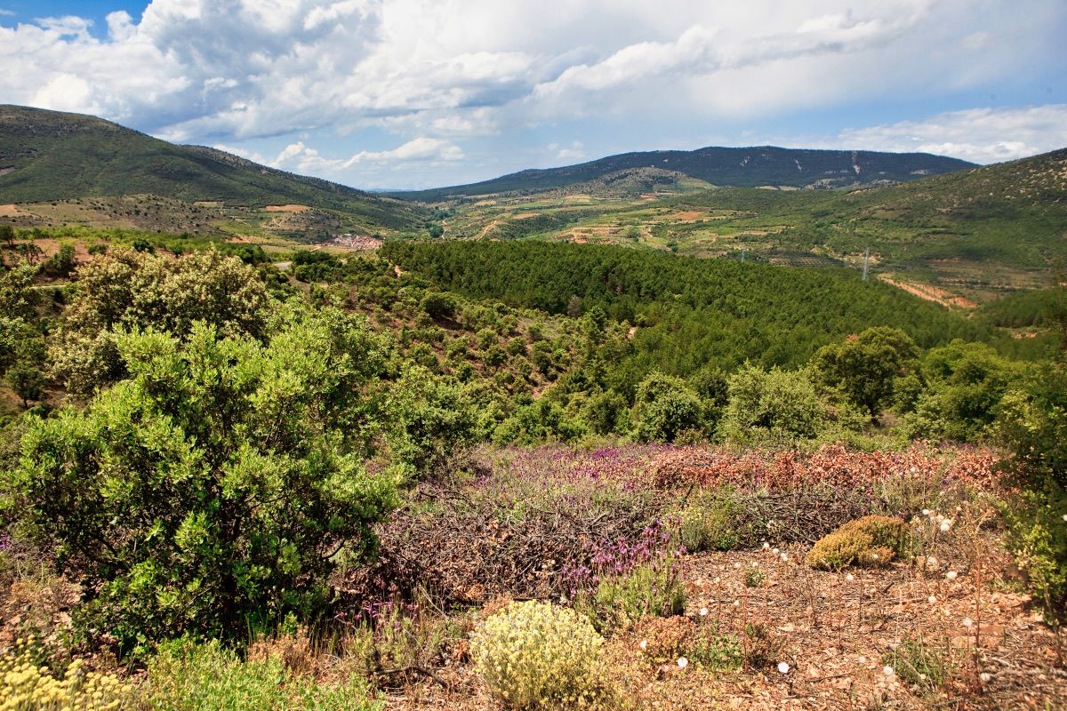 Archivo DPZ/tintaura