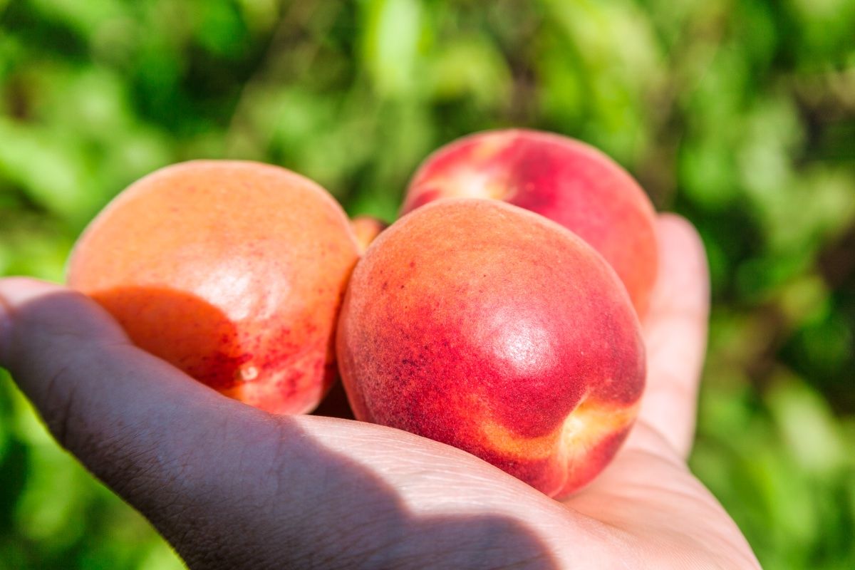 Santiago Cabello Solanas